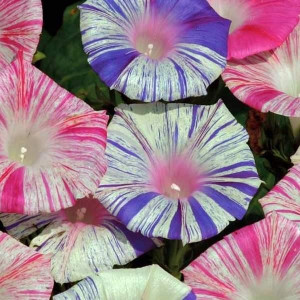 Zorele-Ipomoea Carnivale di Venezia
