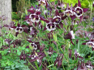 Caldarusa-Aquilegia William Guinness