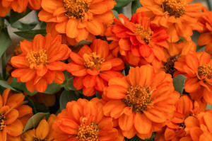 Carciumareasa Profusion double Orange