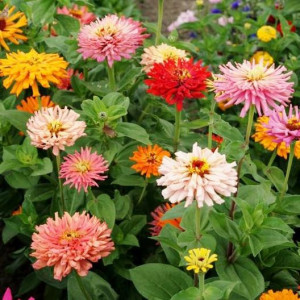 Carciumarese cactus mix