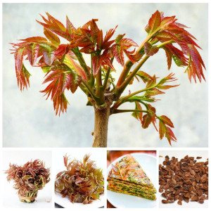 Cedru Chinezesc-Toona Sinensis