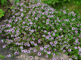 Cimbrisor-Thymus serpyllum