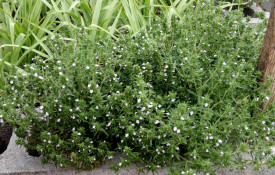 Cimbru-Satureja Hortensis