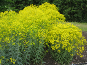 Drobusor-Isatis Tinctoria