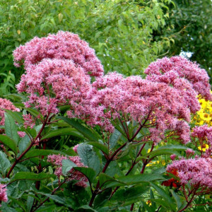 Eupatorium Maculatum Atropurpureum