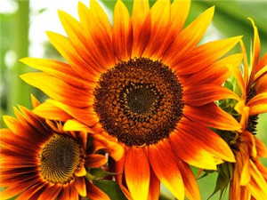 Floarea soarelui decorativa Evening Sun