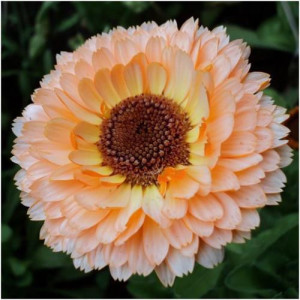 Galbenele-Calendula Off. Pink Surprise