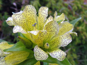 Gentiana Punctata