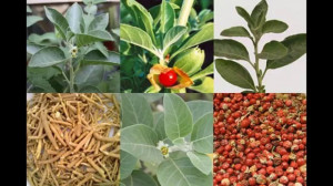 Ginseng Indian-Ashwaganda-Withania somnifera