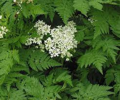 Hasmațuchi-Anthriscus cerefolium