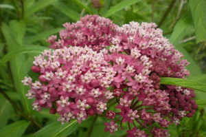 Iarba fluturilor-Asclepias incarnata
