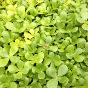 Iarba grasă-Portulaca oleracea Golden