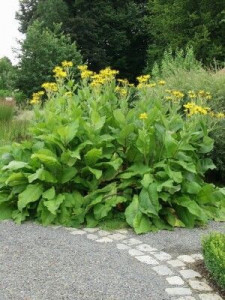 Iarbă mare-Inula helenium