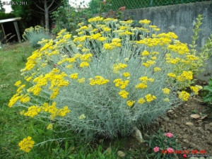 Imortela-Helichrysum arenarium-Siminoc