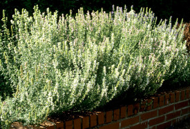 Isop alb-Hyssopus officinalis