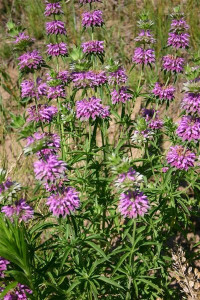 Lemon beebalm-Monarda citriodora