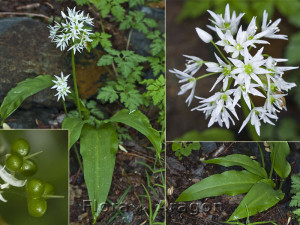 Leurda-Allium Ursinum
