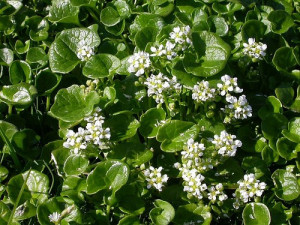 Lingureaua-Cochlearia officinalis