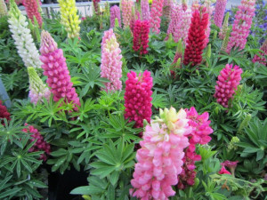 Lupin peren-Lupinus polyphyllus mix