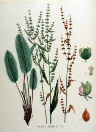 Macris Red veined-Rumex Sanguineus