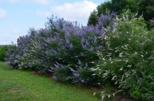 Mielareaua-Vitex agnus castus