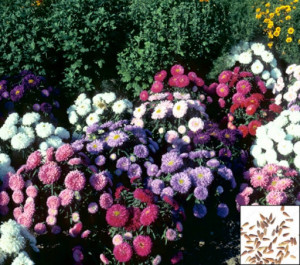 Ochiul boului-Callistephus chinensis Pitic Mix