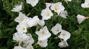 Oenothera pallida Innocence