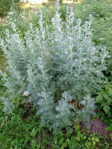 Pelin-Artemisia