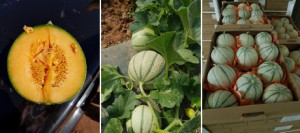 Pepene galben Cantalupo di Charentais