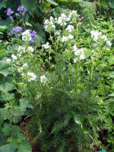 Polemonium Caeruleum-Jacob's Ladder White