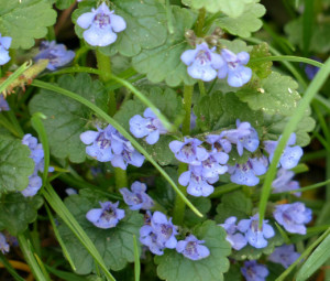 Rotunjoara-Glechoma Hederacea
