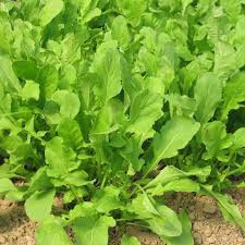 Rucola-Eruca Sativa L.