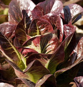 Salata verde Red Romaine-Red Cos Lettuce