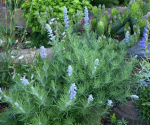 Salvia Jurisicii