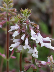 Salvia lyrata Purple Volcano