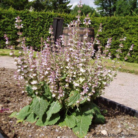 Salvia sclarea-Serlai