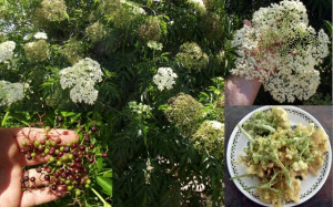 Soc-Sambucus nigra