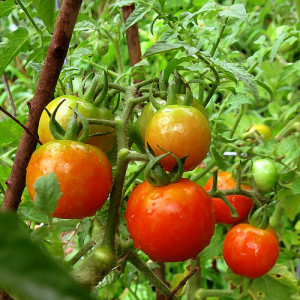 Tomate Buzau 22