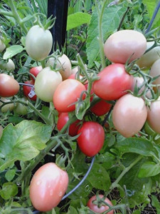Tomate cherry Pink Thai Egg