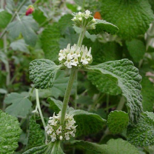Unguras-Marrubium vulgare