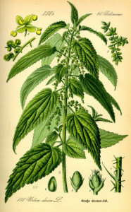 Urzica-Urtica dioica
