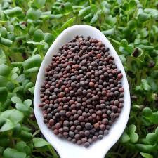 Varza chinezeasca Pak Choi Rubi F1