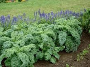 Varza Kale