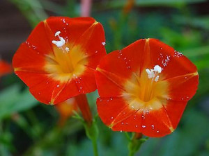 Zorele-Ipomoea Hederifolia Orange