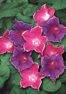 Zorele-Ipomoea Picotee mix