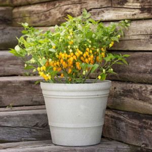 Ardei iute Pimenta de Bico Yellow -