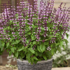 Busuioc Scortisoara