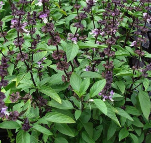 Busuiocul anason-Thai basil