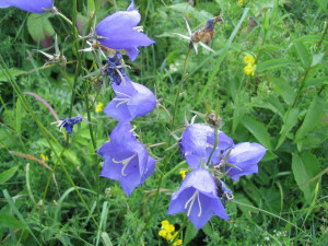 Campanula Rotundifolia