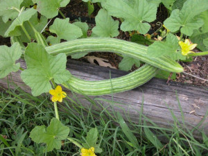 Castravete Armenian Yard Long 